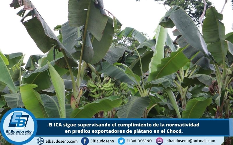 El ICA sigue supervisando el cumplimiento de la normatividad en predios exportadores de plátano en el Chocó.