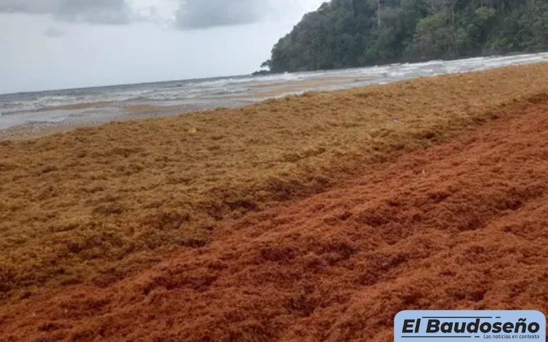 Codechocó y gobernación del Chocó avanzan en la mitigación de riesgos con la llegada de sargazo a la costa de Capurganá.