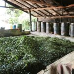 Ejército Nacional debilita finanzas del Clan del Golfo: 170 millones de pérdidas para este grupo ilegal en el Chocó.