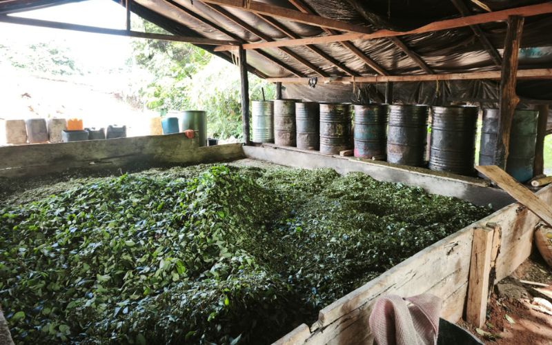 Ejército Nacional debilita finanzas del Clan del Golfo: 170 millones de pérdidas para este grupo ilegal en el Chocó.