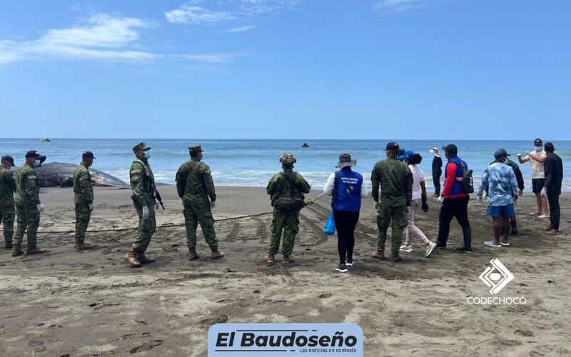 Codechocó lanza llamado nacional para articular acciones que permitan disponer de manera adecuada el cuerpo del cachalote encallado en playa cuevita, Bahía Solano.