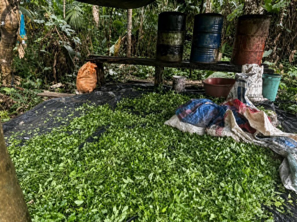 Ejército Nacional continúa debilitando el narcotráfico con la destrucción de 91 laboratorios en el Chocó